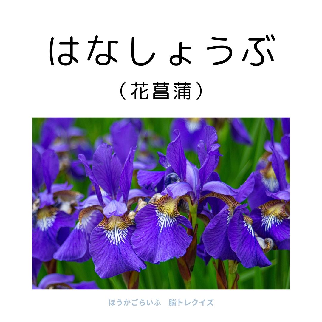 高齢者向け（無料）言葉の並び替えで脳トレしよう！文字（ひらがな）を並び替える簡単なゲーム【花の名前】健康寿命を延ばす鍵